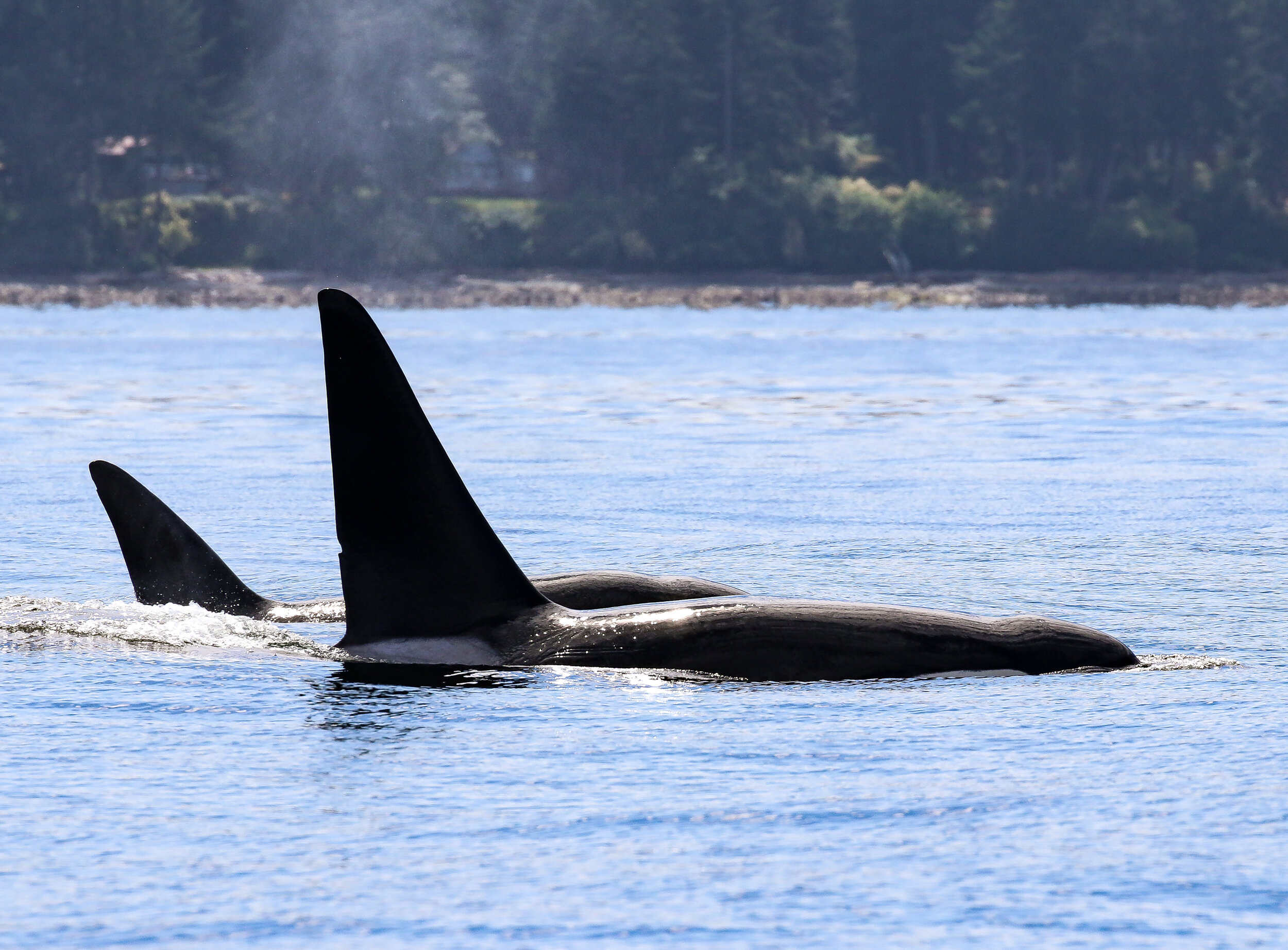 June 23, 2021 - Orcas outside Nanaimo!