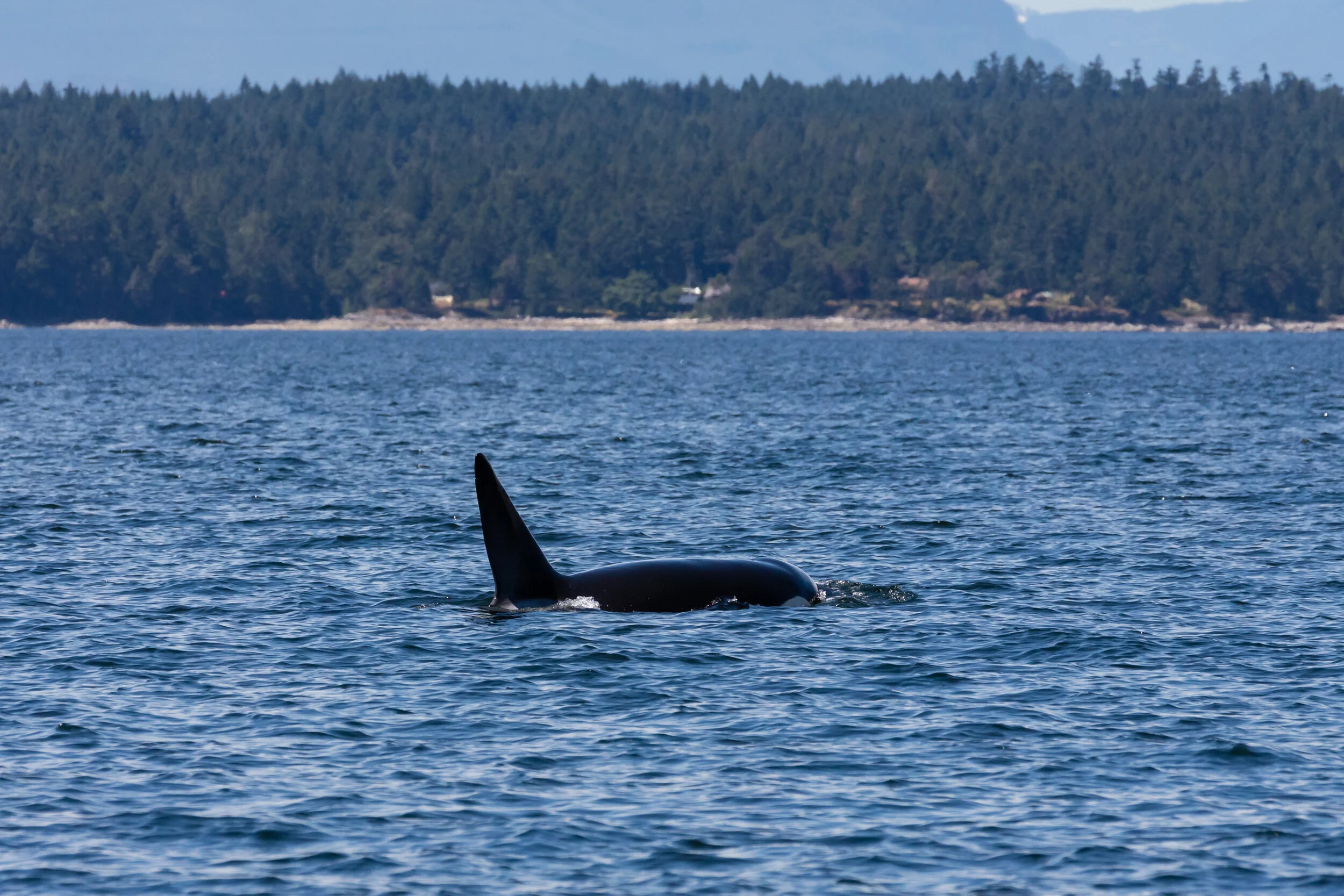 June 24, 2021 - The T49A Brothers Again