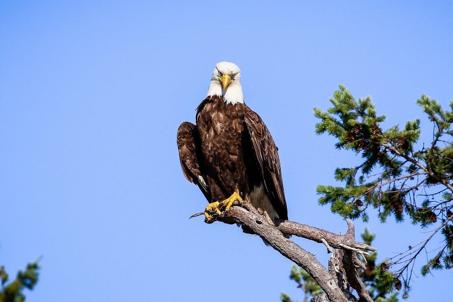 June 26, 2021 - A jam-packed day with 5 humpback whales, seals, sea lions, cormorants and a bald eagle!