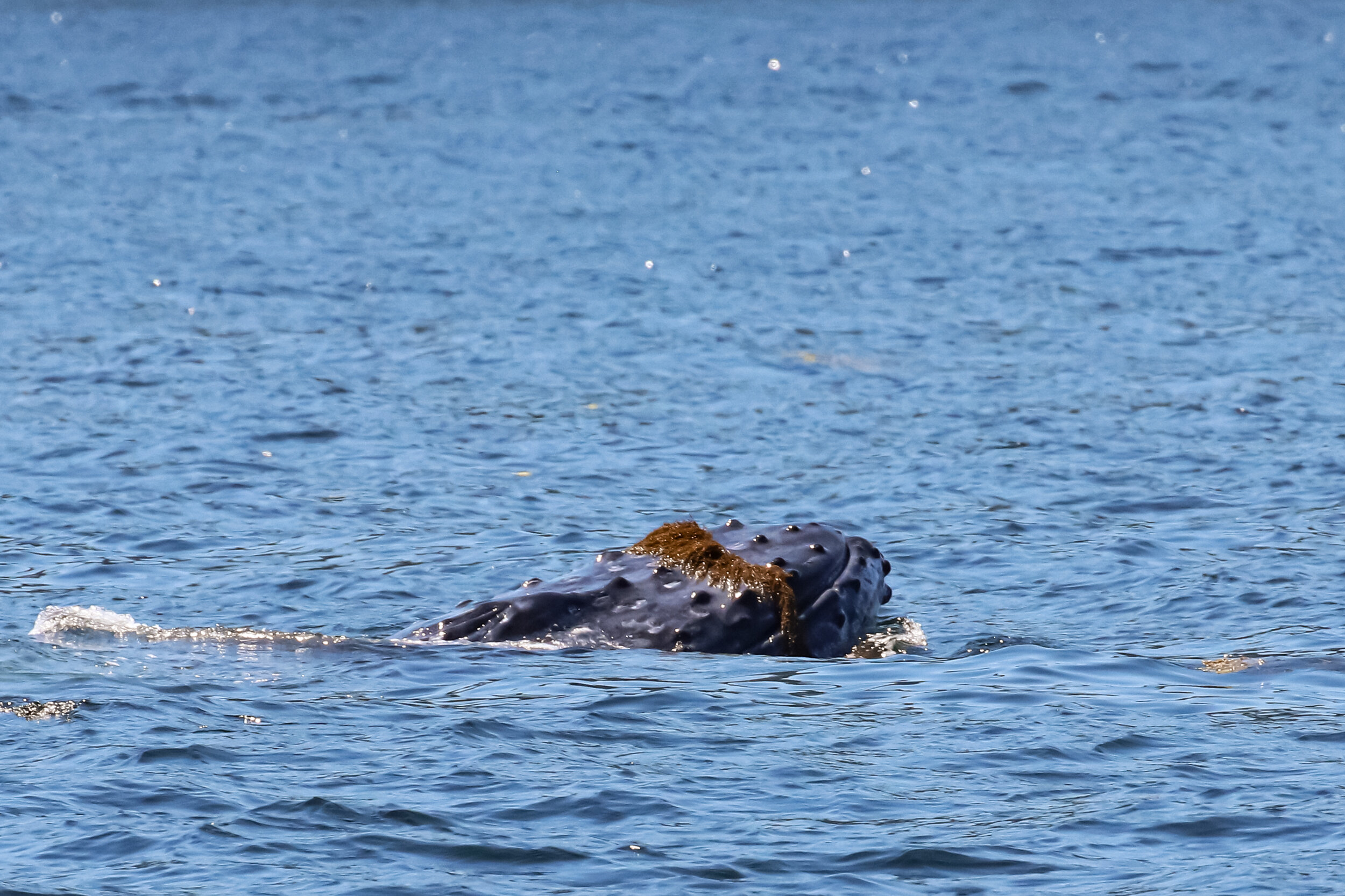 June 28, 2021 - 3 humpback whales and a grey whale!
