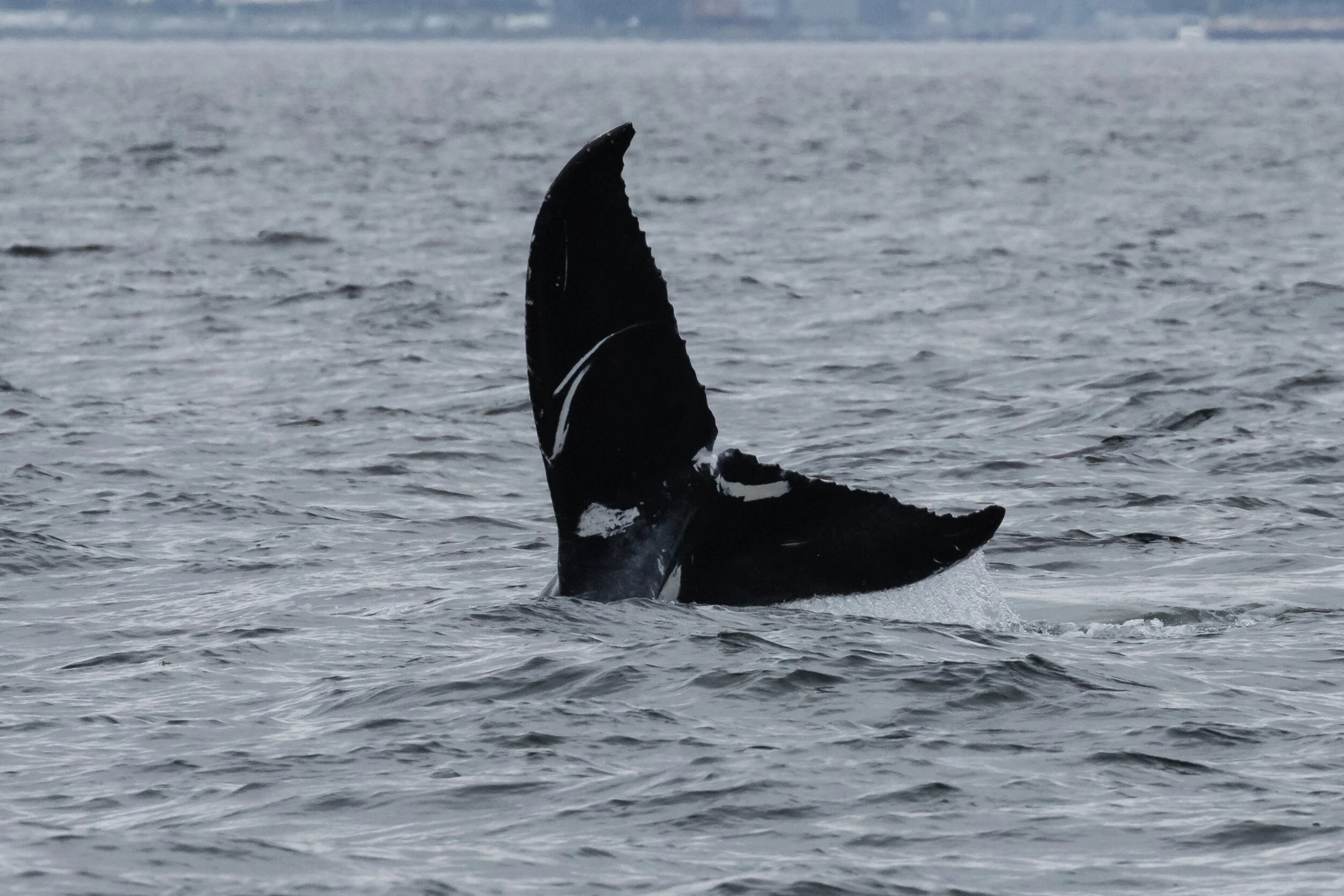 July 1, 2021, 10:30 AM - Cirque and calf and 2 unknown humpbacks off of Entrance Island