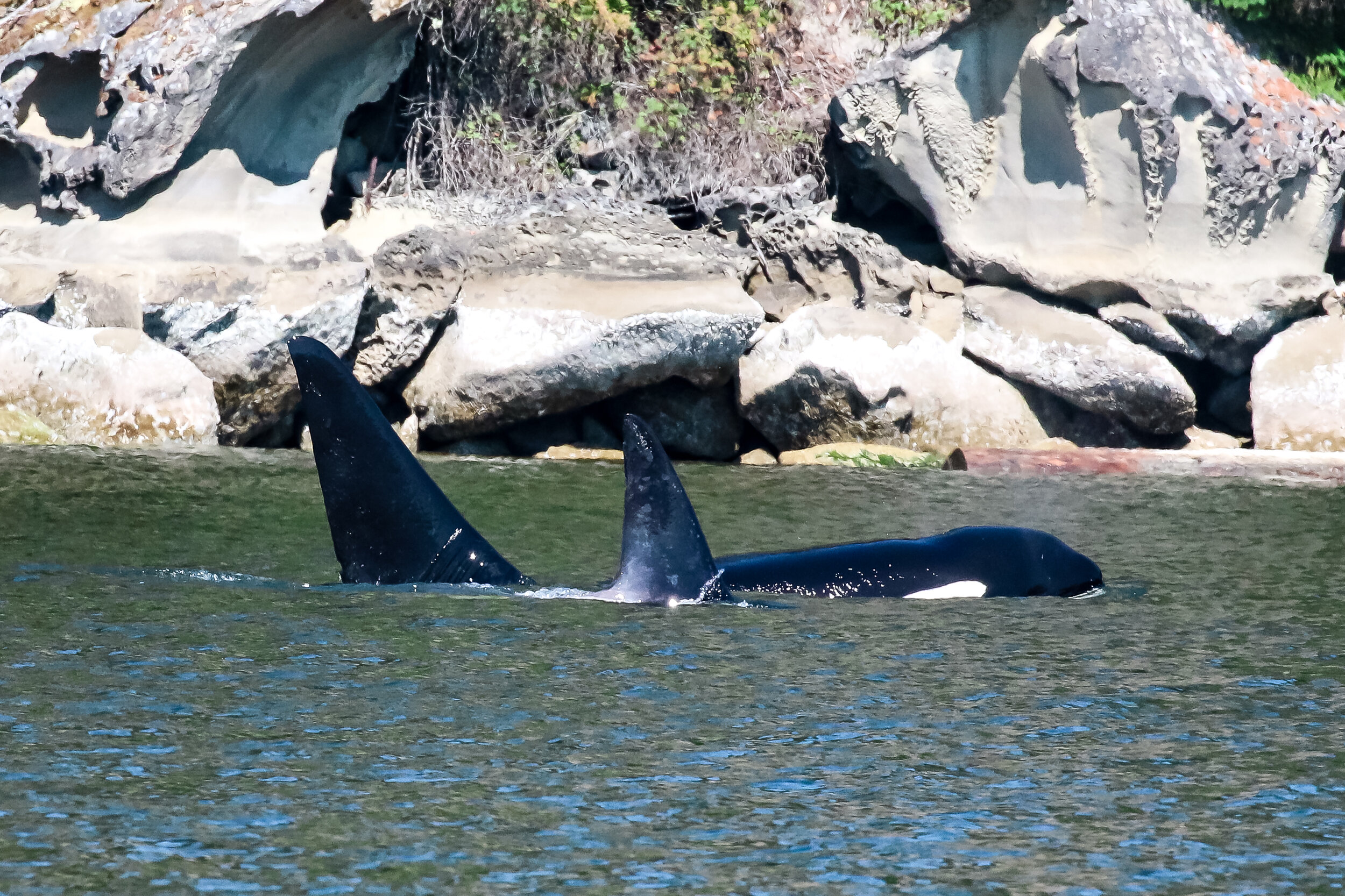July 2, 2021 - Noah and Judy near Nanaimo and a Grey whale