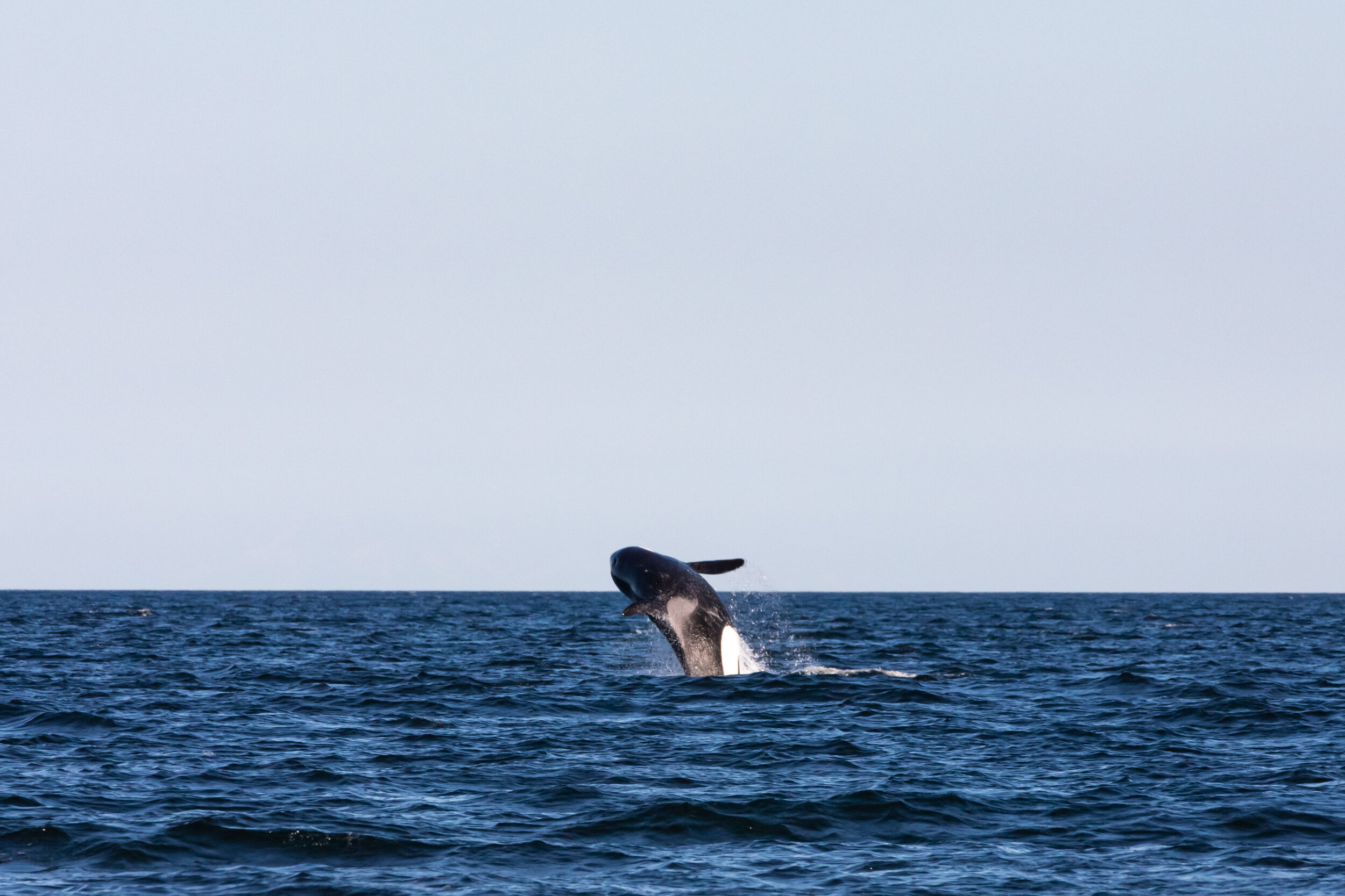 July 3, 2021 - Killer whales on all our tours, plus 2 humpbacks in the afternoon!