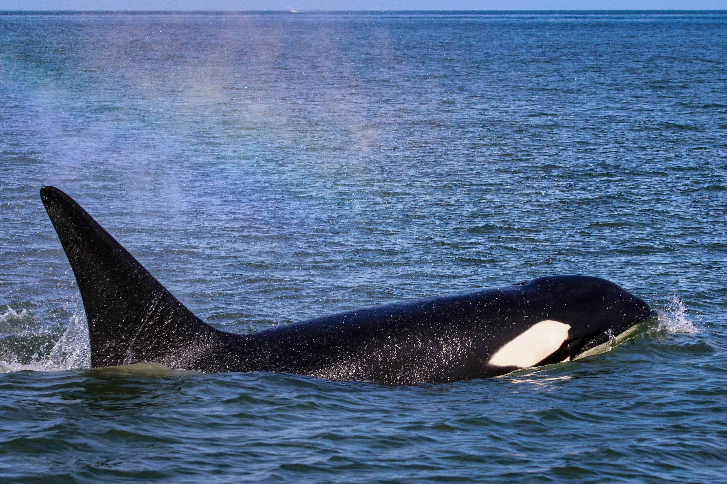 July 4, 2021 - Cirque and Calf make another appearance and the T90's stop by for an evening visit