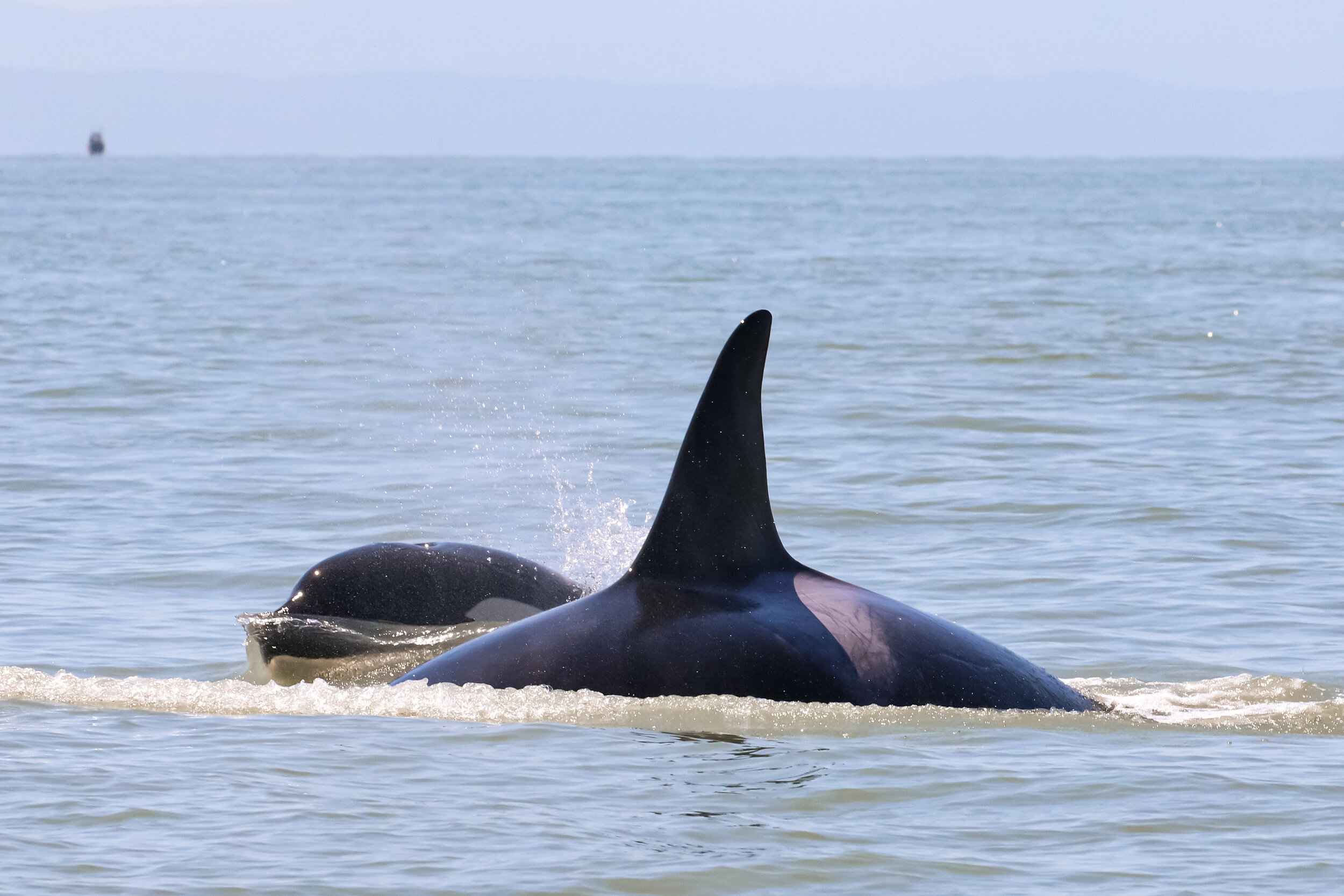 July 6, 2021 - Killer whales hunting in the north arm!