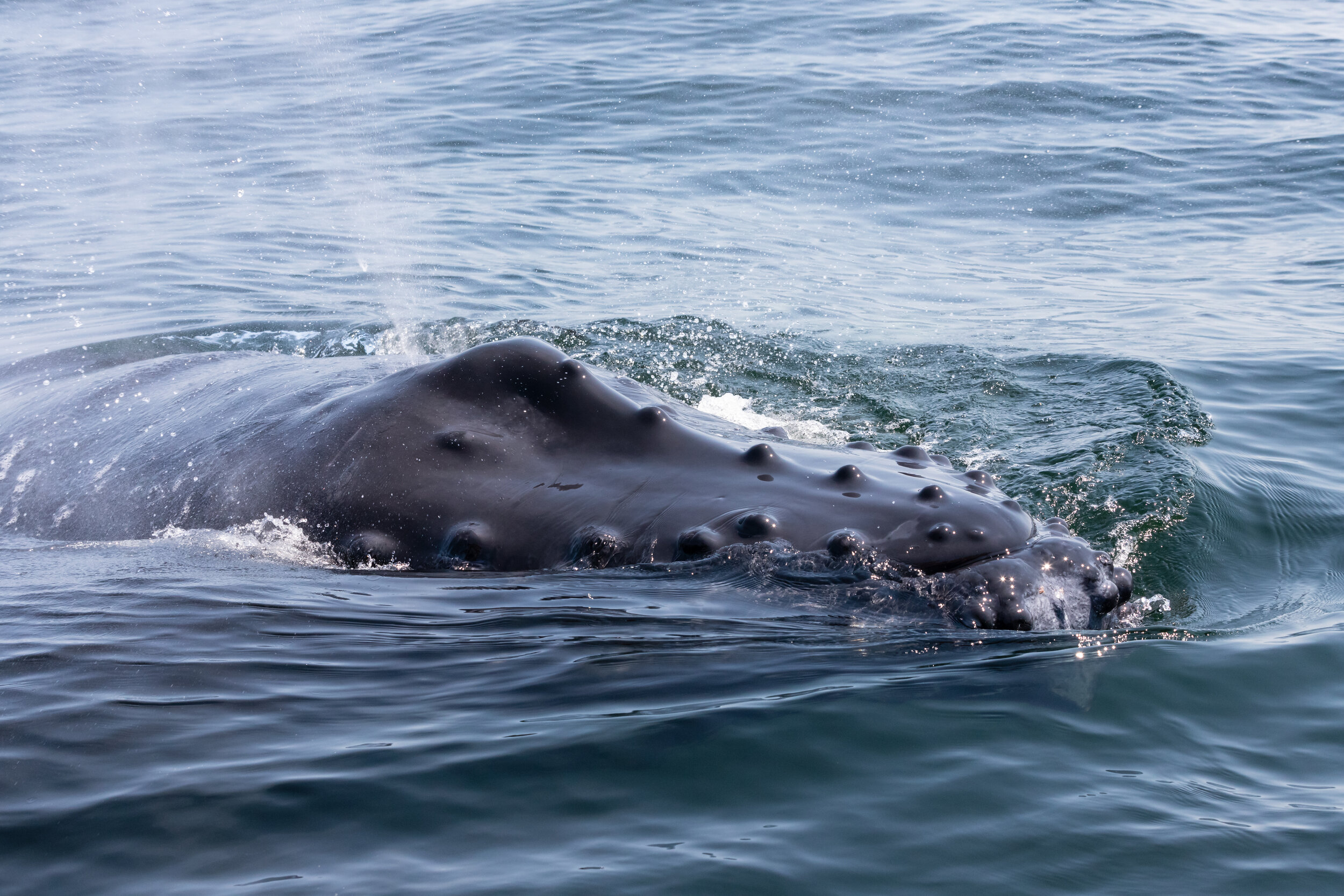 July 9, 2021, 10:30 AM - A morning with Slate and calf, Europa and calf and 3 others!