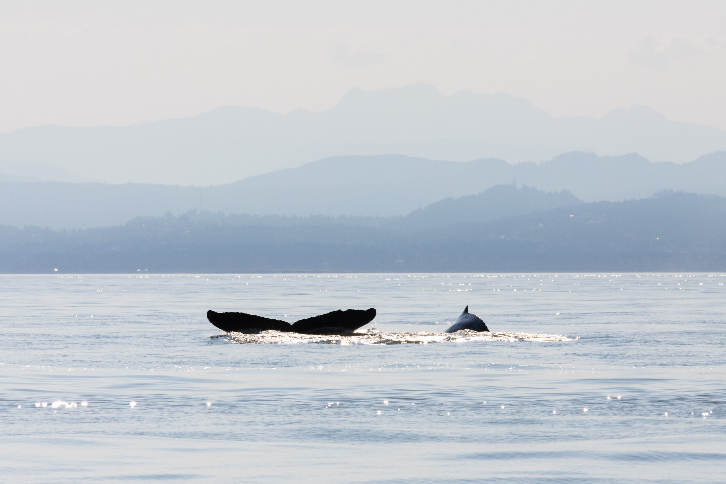 July 9, 2021, 3:30 PM - So many Humpbacks!