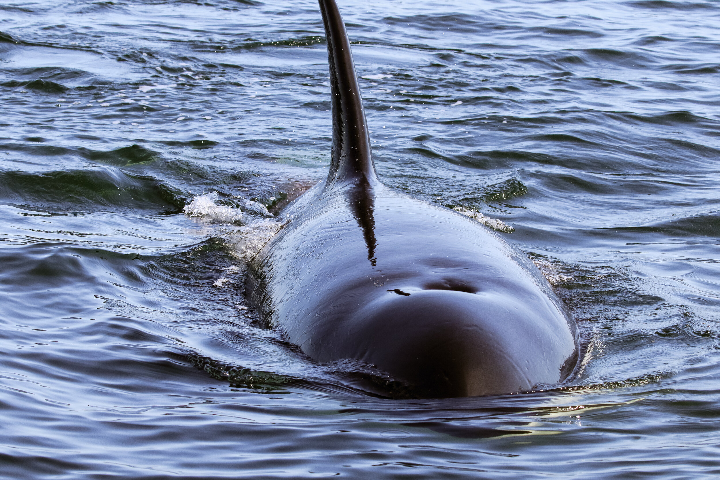 July 10, 2021, 3:30 PM - A quartet of bull orca and a sneaky Humpback