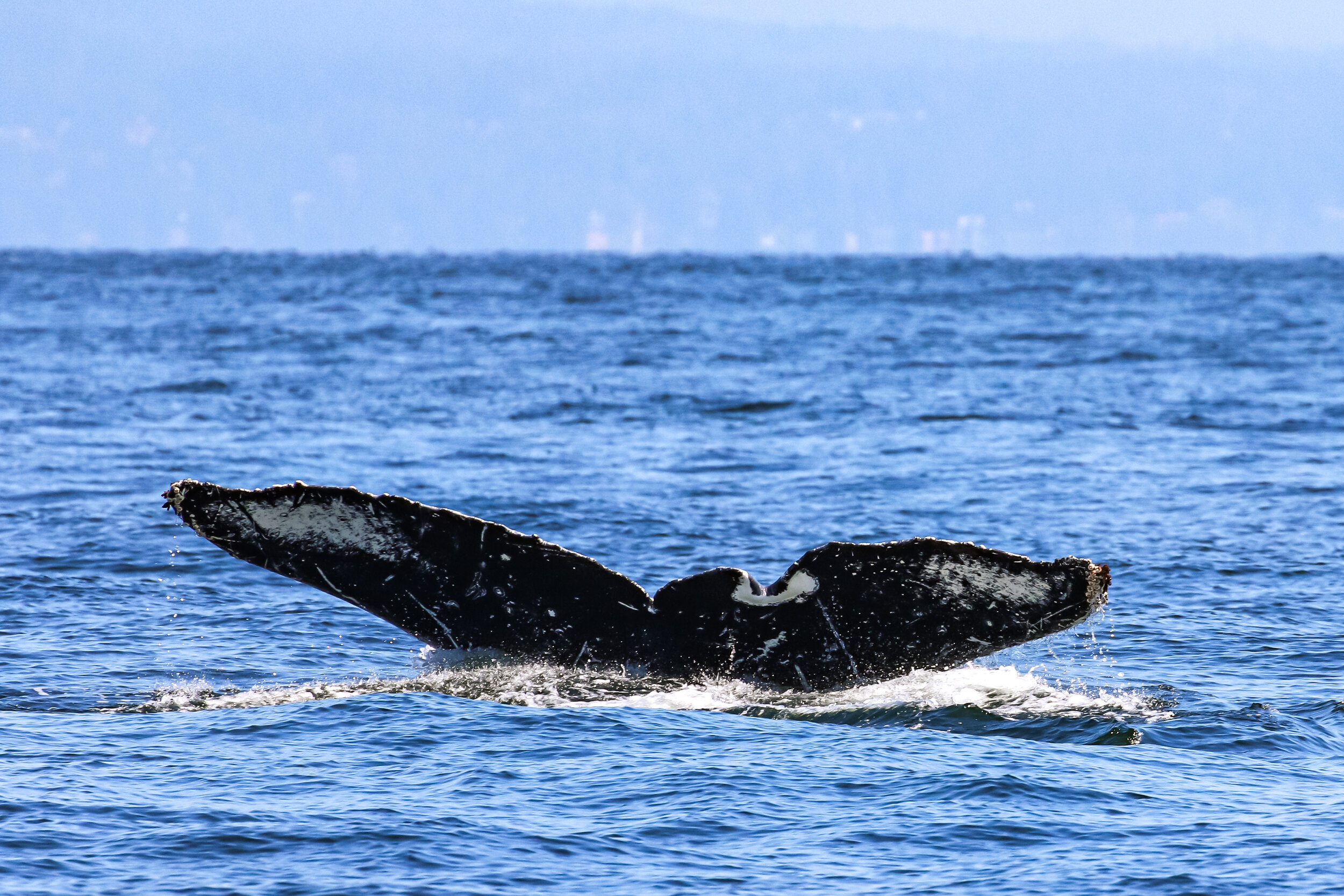 July 11, 2021, 10:30 AM - A nice morning with two humpback whales, lots of pinnipeds, and seabirds!
