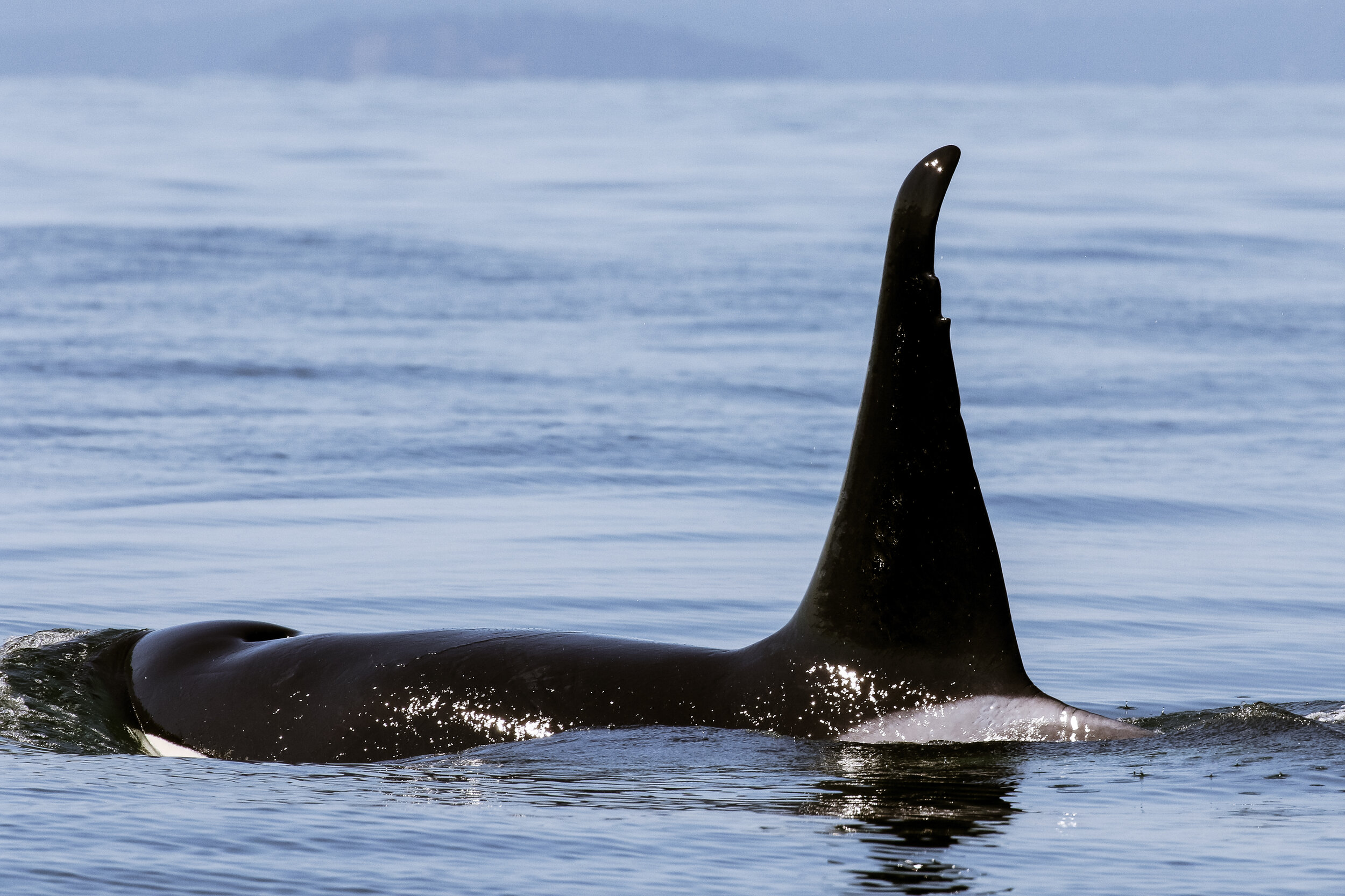 July 11, 2021, 3:30 PM - A large pod of Bigg's orca and an elusive humpback whale!