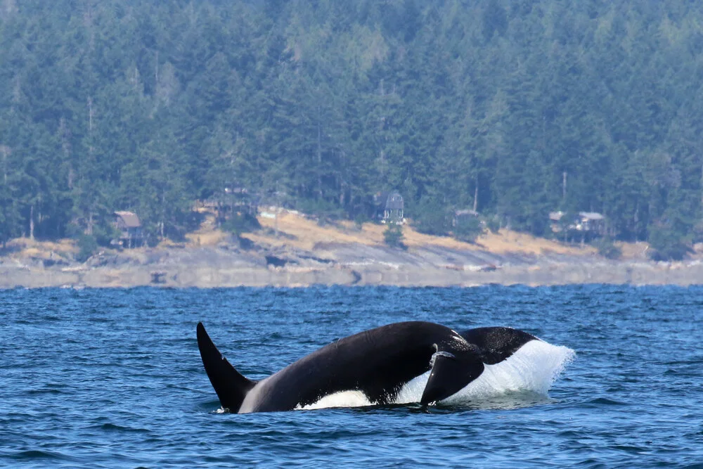 July 14, 2021 - A day with the Bigg's killer whales the T37A's and 2 humpbacks