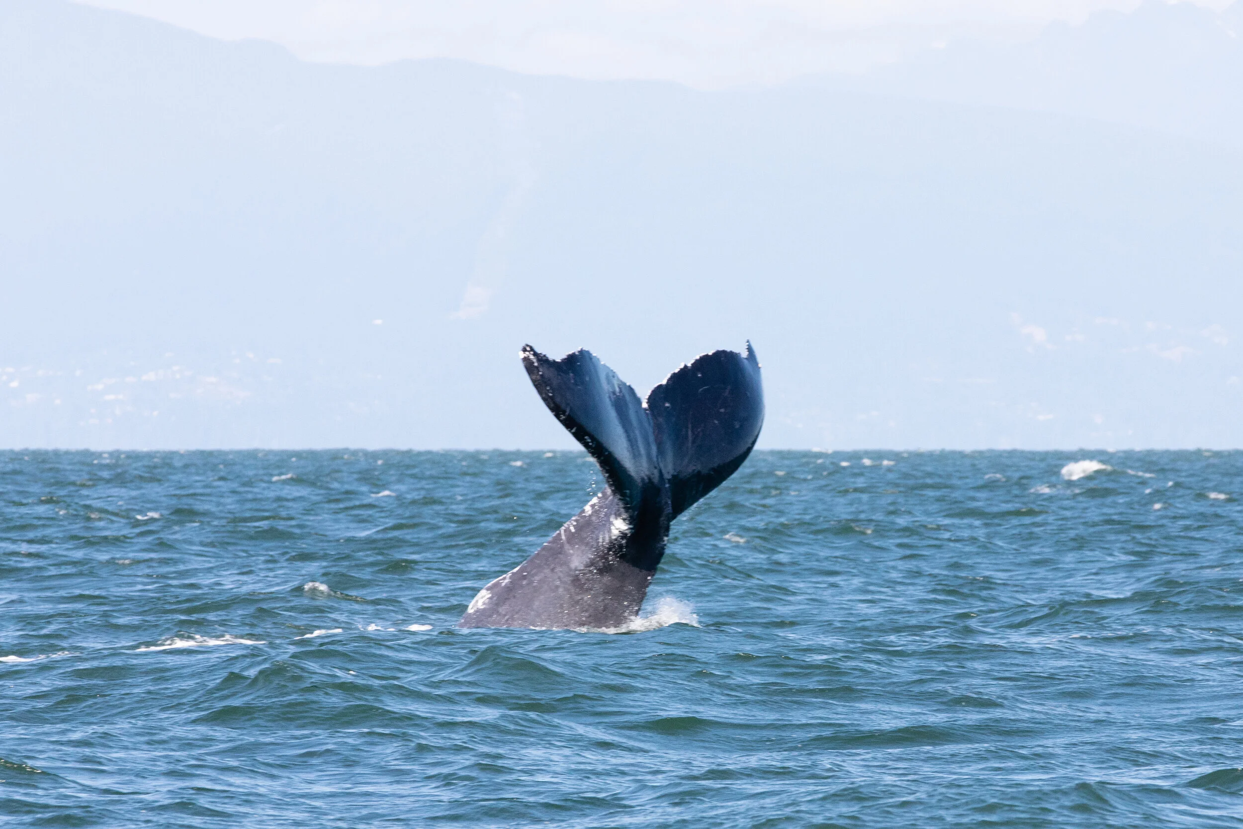 July 15, 2021 - A day with 4 humpbacks in the Strait of Georgia 