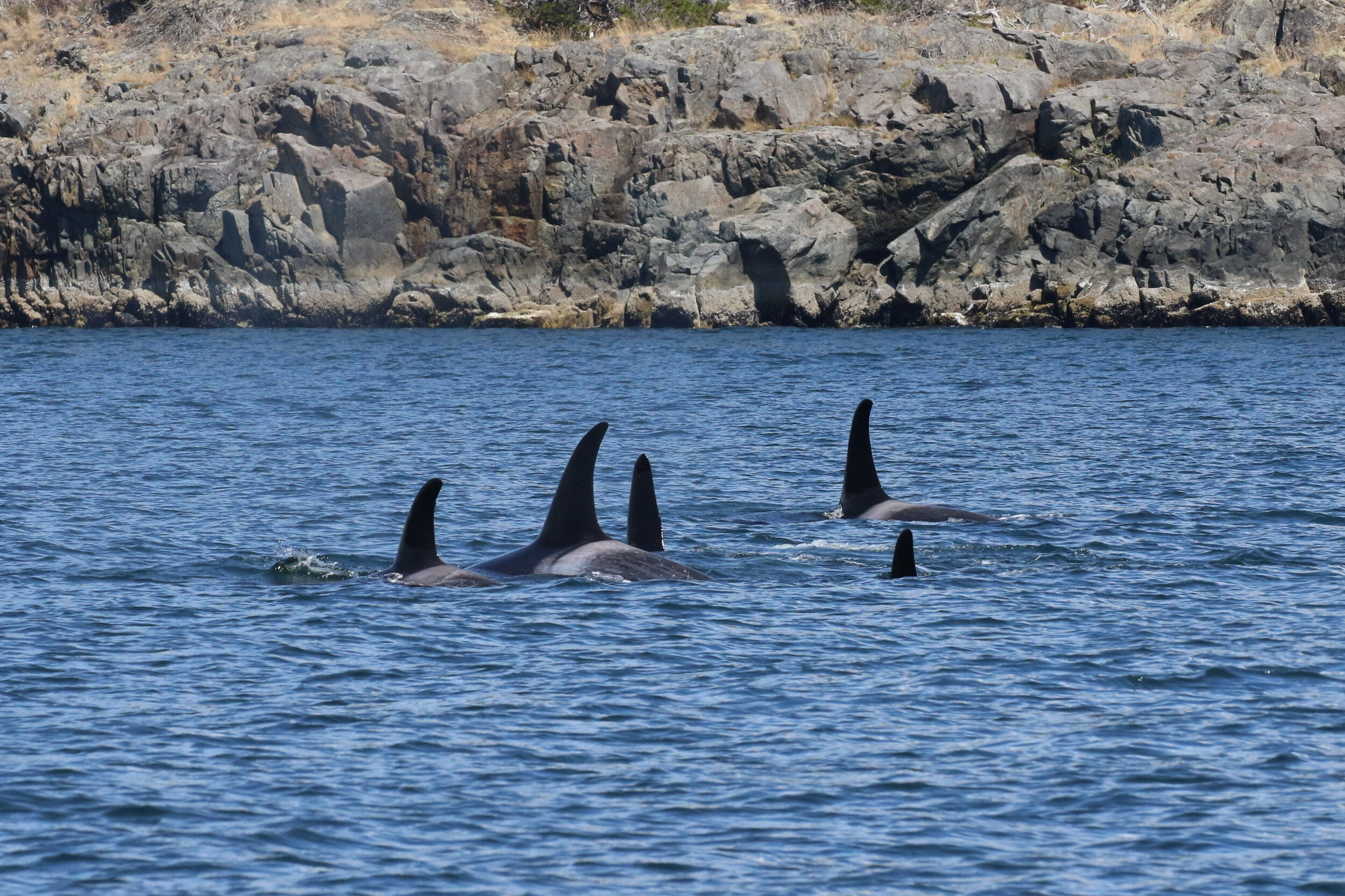 July 18, 2021, 10:30 AM - A morning with the Northern Resident Orca along the Sunshine Coast!