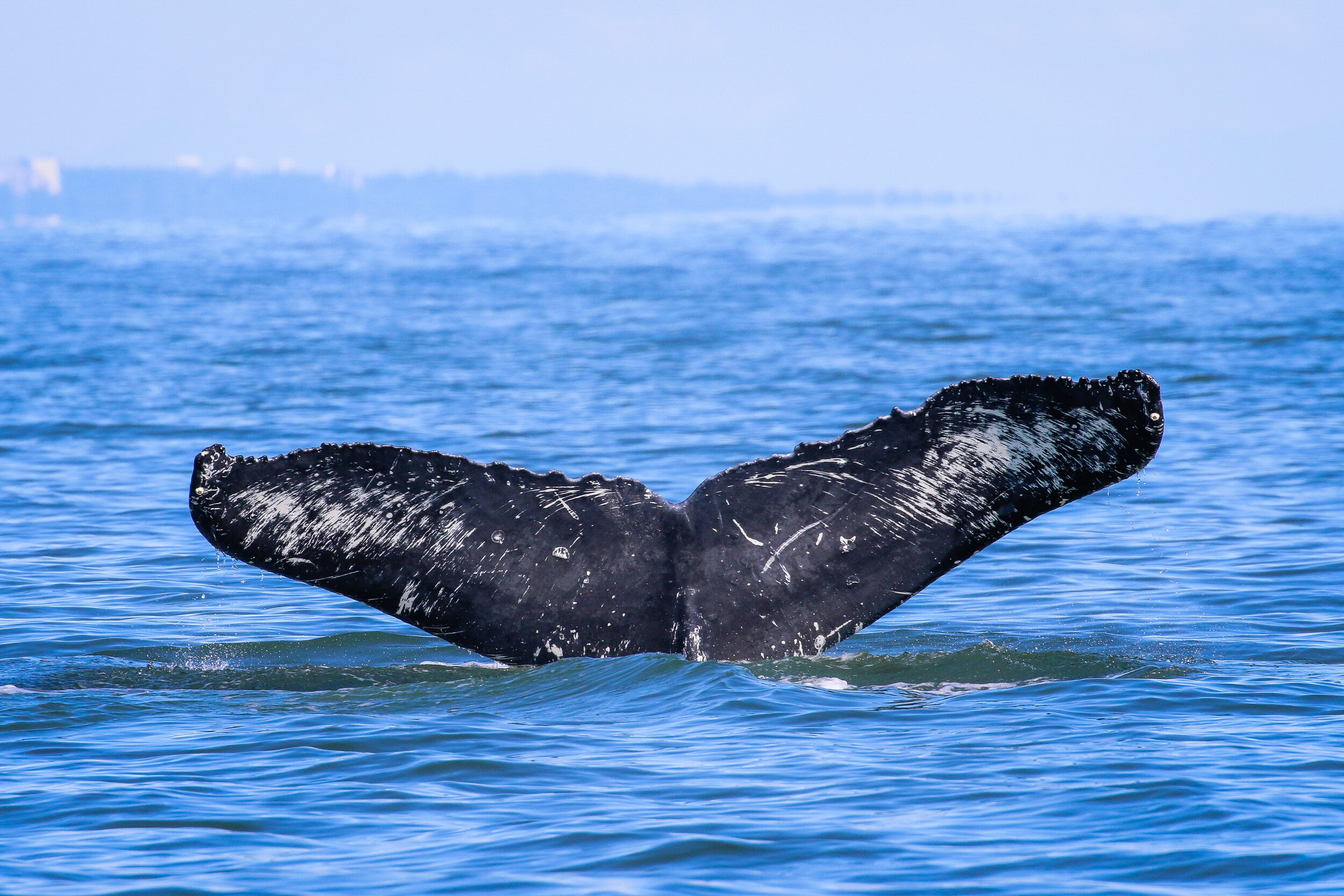 July 18, 2021, 3:30 PM - An afternoon encounter with humpback whales!