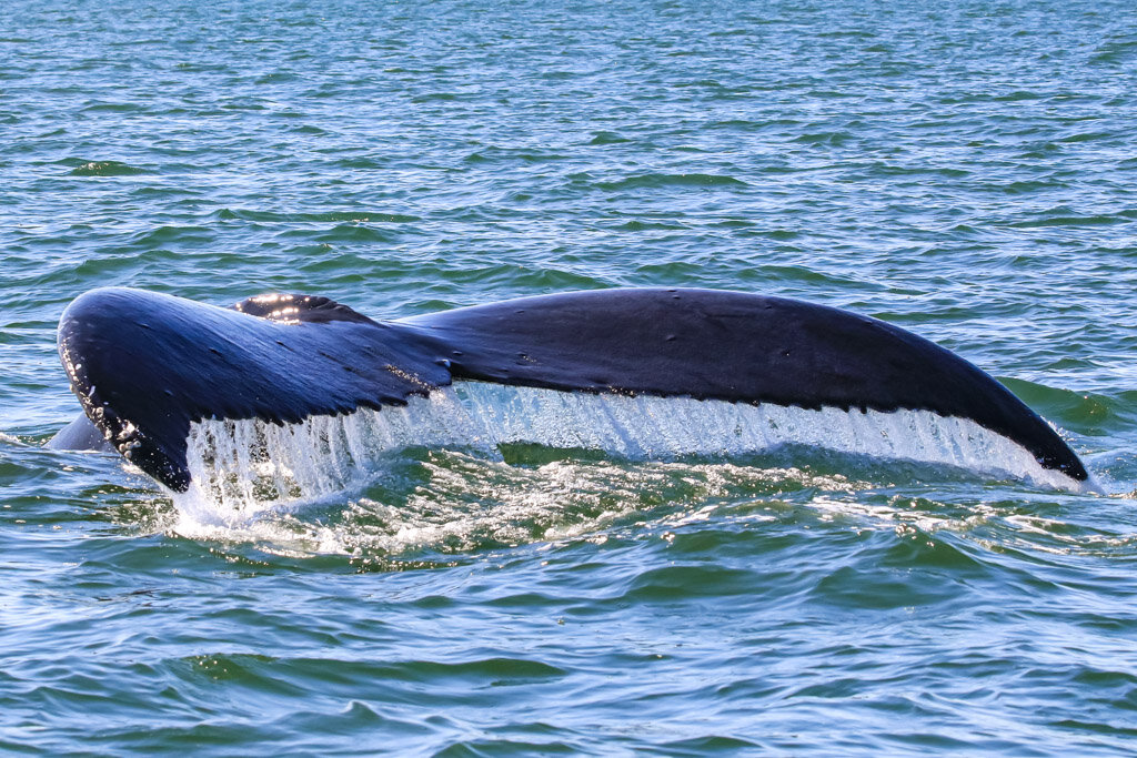 July 19, 2021, 3:30 PM - Afternoon tour with more humpback whales and some Bigg's orca!