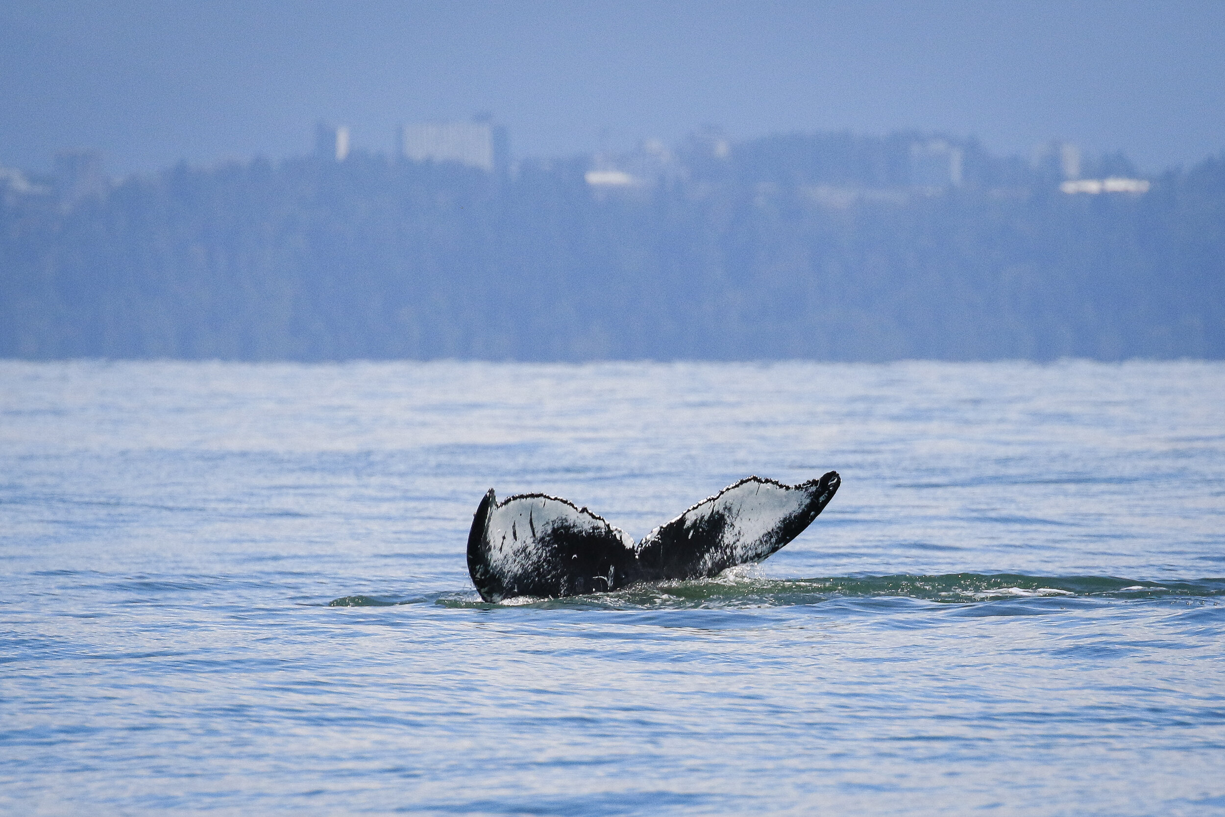 July 21, 2021, 10:30 AM - So many humpback whales on our morning tour!