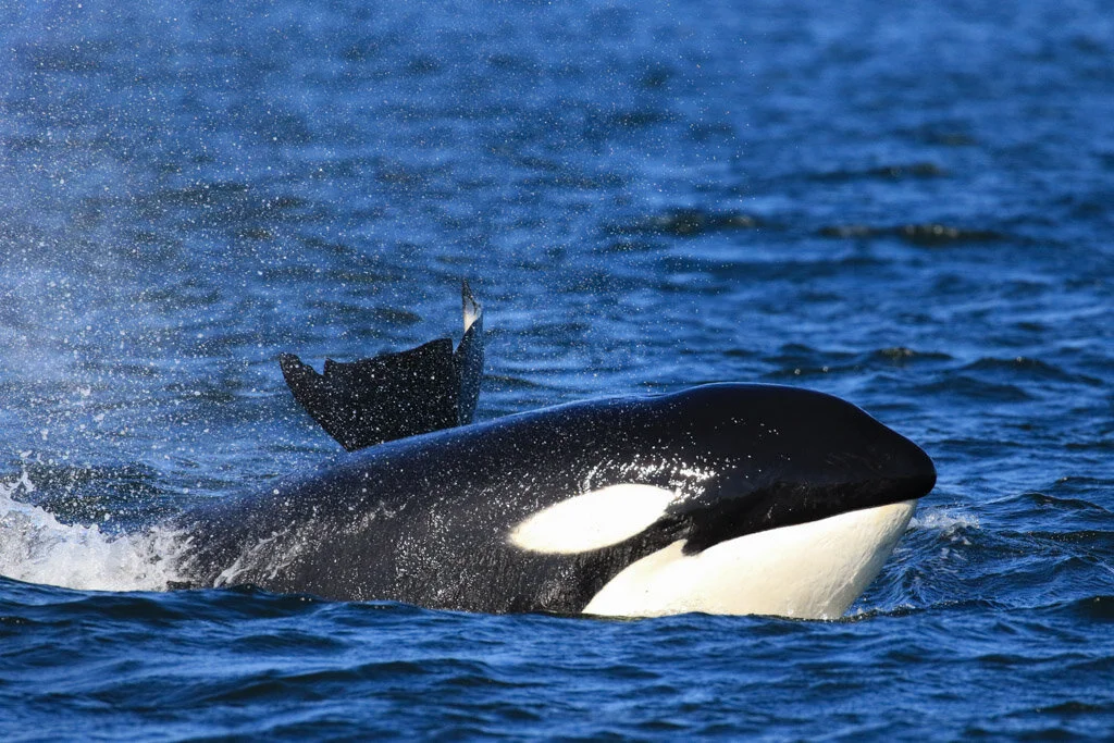 July 20, 2021 - A fabulous day with killer whales!