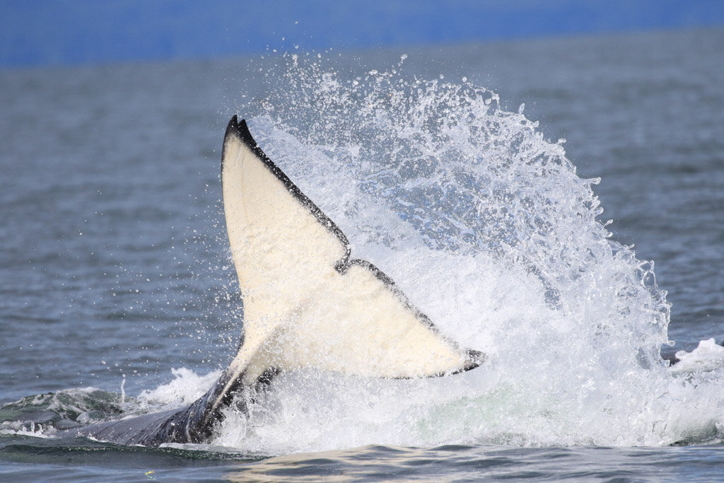 July 21, 2021, 3:30 PM - Humpback Vs Bigg’s killer whales!