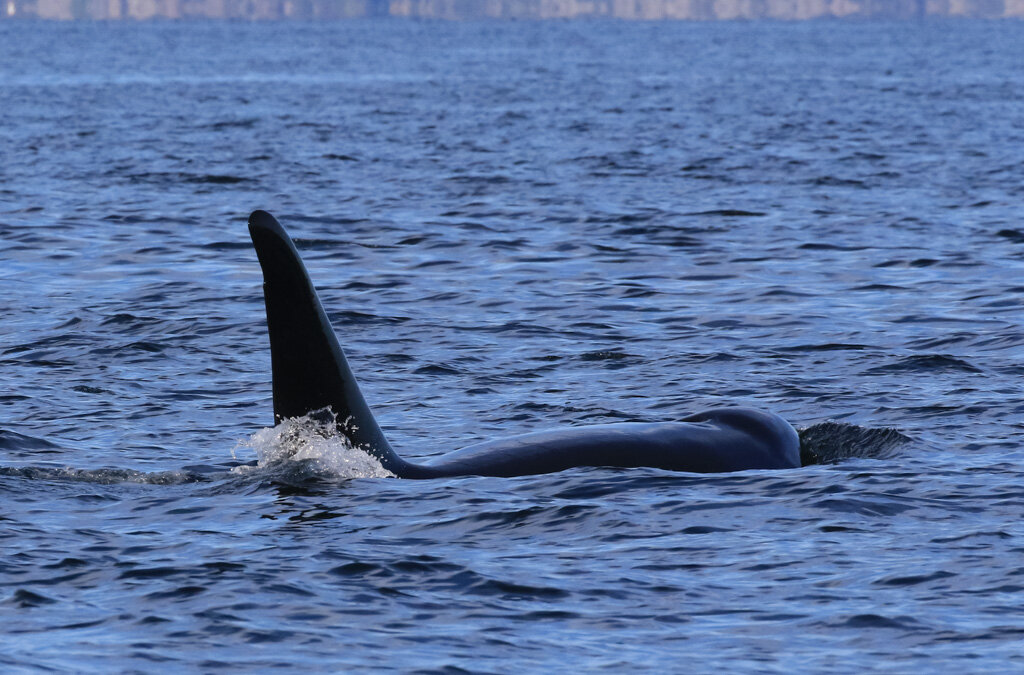 July 22, 2021, 3:30 PM - HUGE T-party off the Sunshine Coast and a sleepy humpback