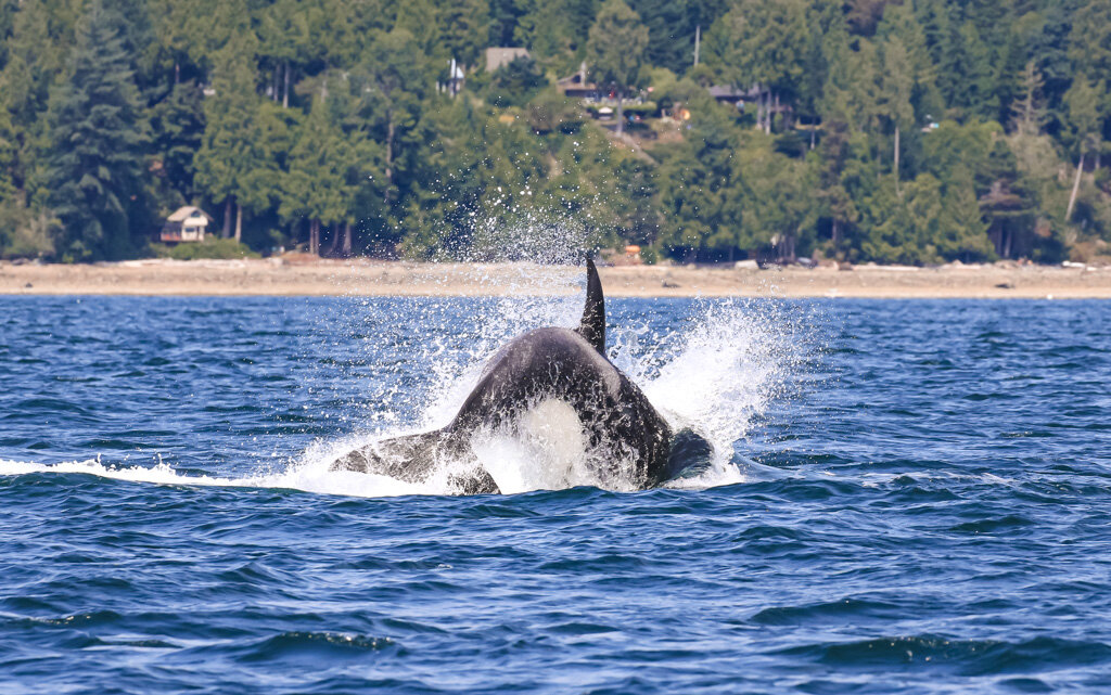 July 23, 2021 - Lots of Bigg's orca and humpback whales around today!