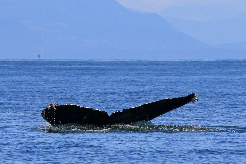 July 24, 2021, 10:30 AM - A calm morning at sea with humpbacks "Valiant" and "Prowler"