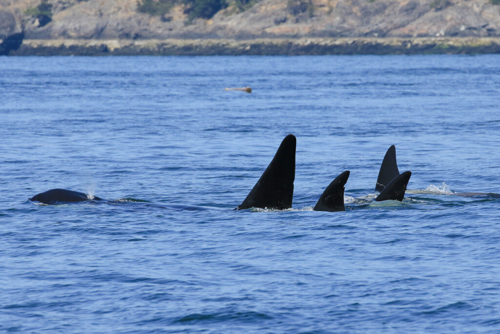 July 25, 2021 - Killer whales in Vancouver!