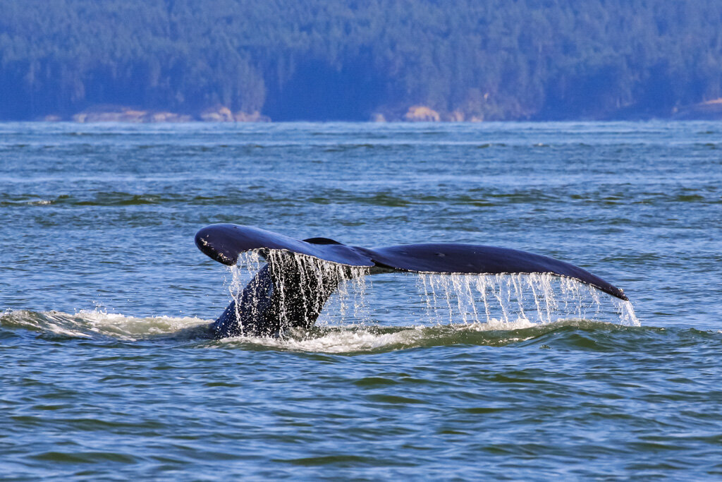 July 26, 2021, 3:30 PM - An afternoon with a humpback whale and lots of pinnipeds!