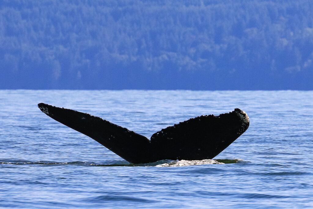 July 27, , 2021 - Divot and calf in the Strait of Georgia 