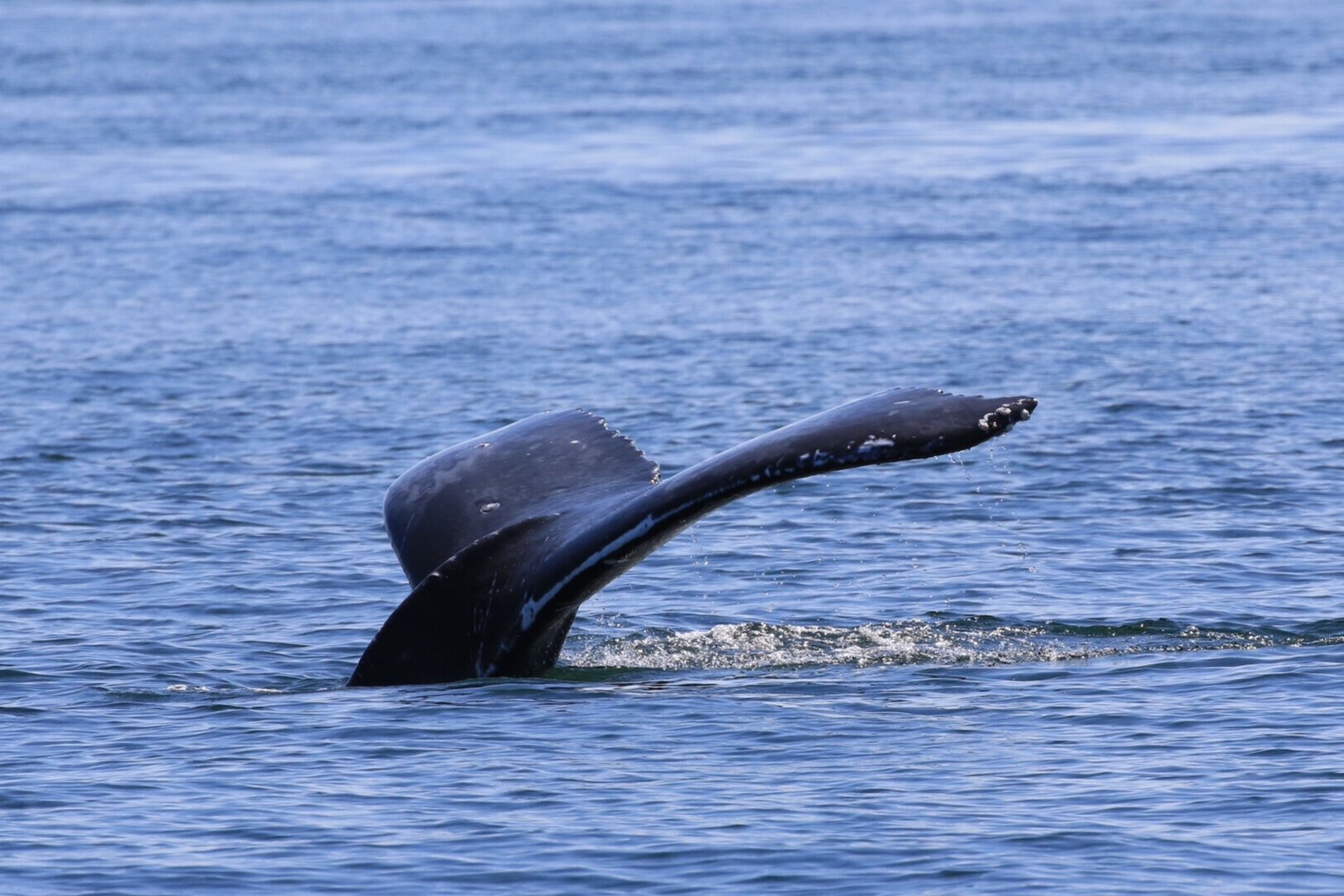July 28, 2021, 10:30 AM - Lovely morning with humpback whales