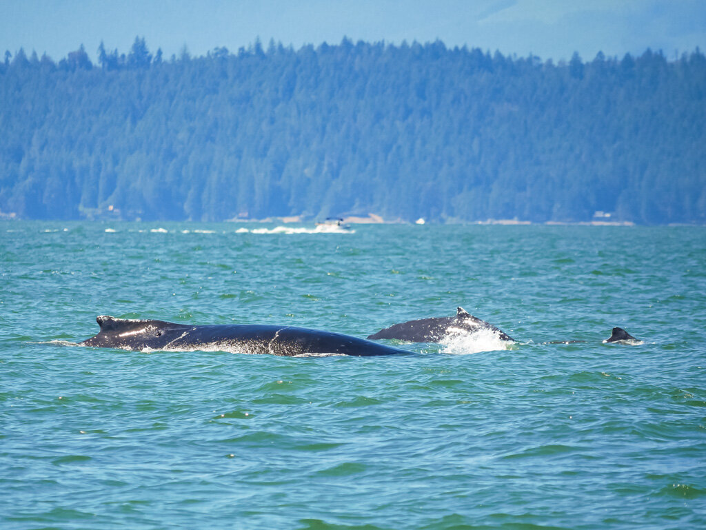 July 30, 2021, 10:30 AM - A morning tour with Split Fluke, her calf, and a friend!