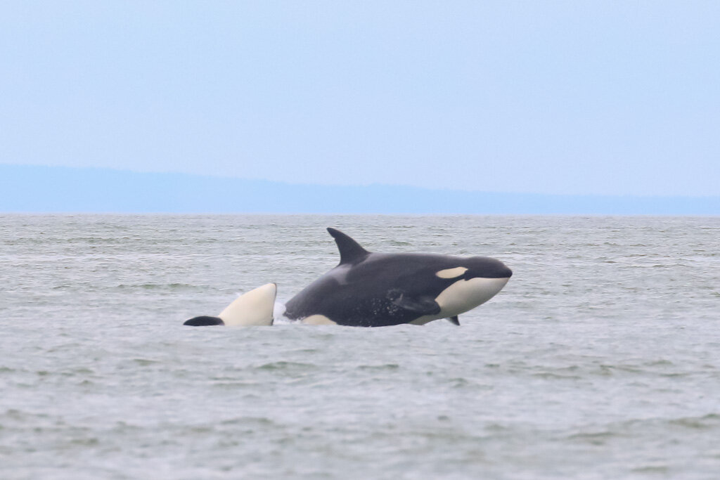 July 31, 2021, 10:30 AM - what a whale of a day!