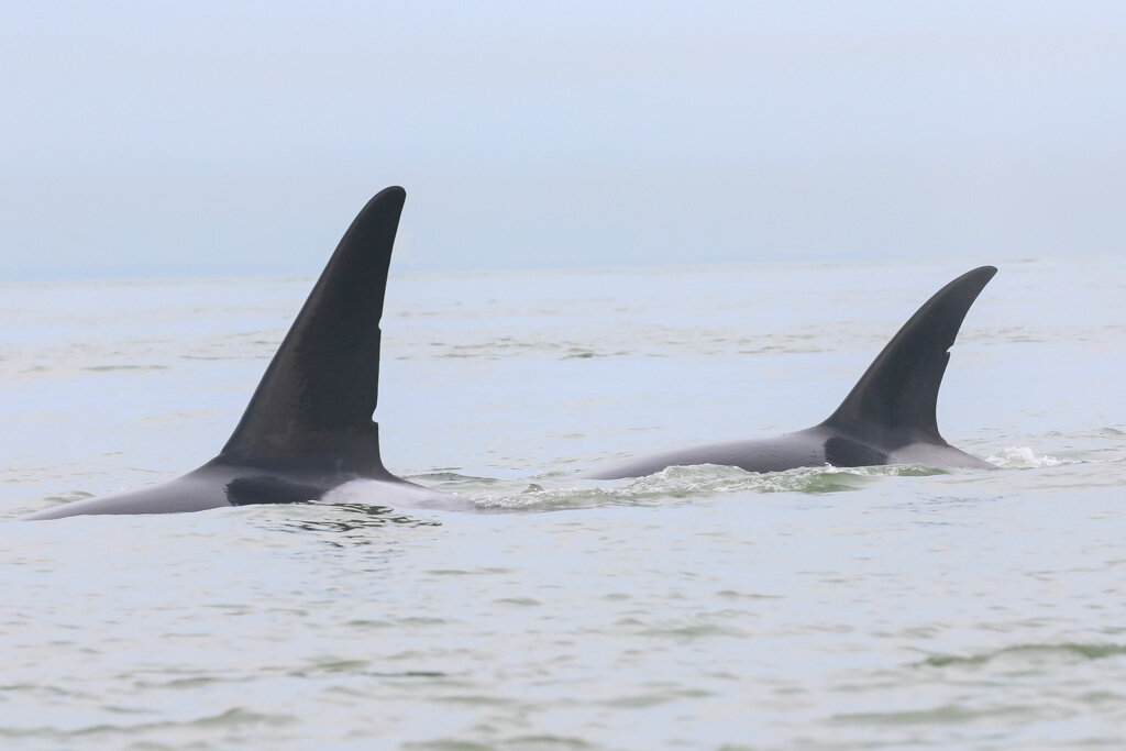 July 31, 2021, 3:30 PM - T-party Round 2!