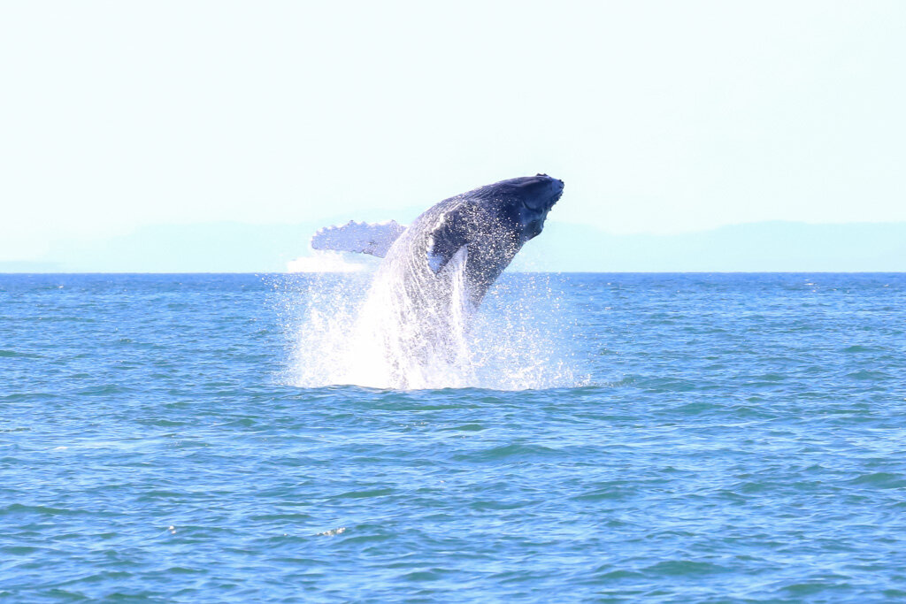 July 30, 2021, 3:30 PM - a T-party near Vancouver and some mom and baby humpback whales!