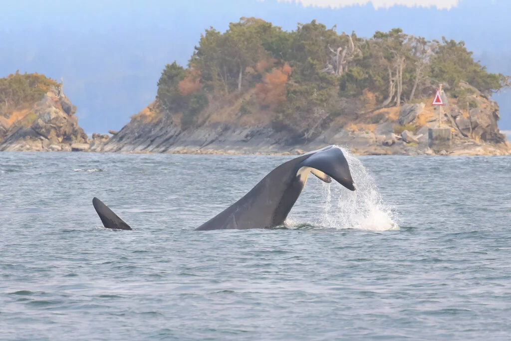 August 1, 2021, 3:30 PM - An afternoon with T46's and Zigzag and her calf
