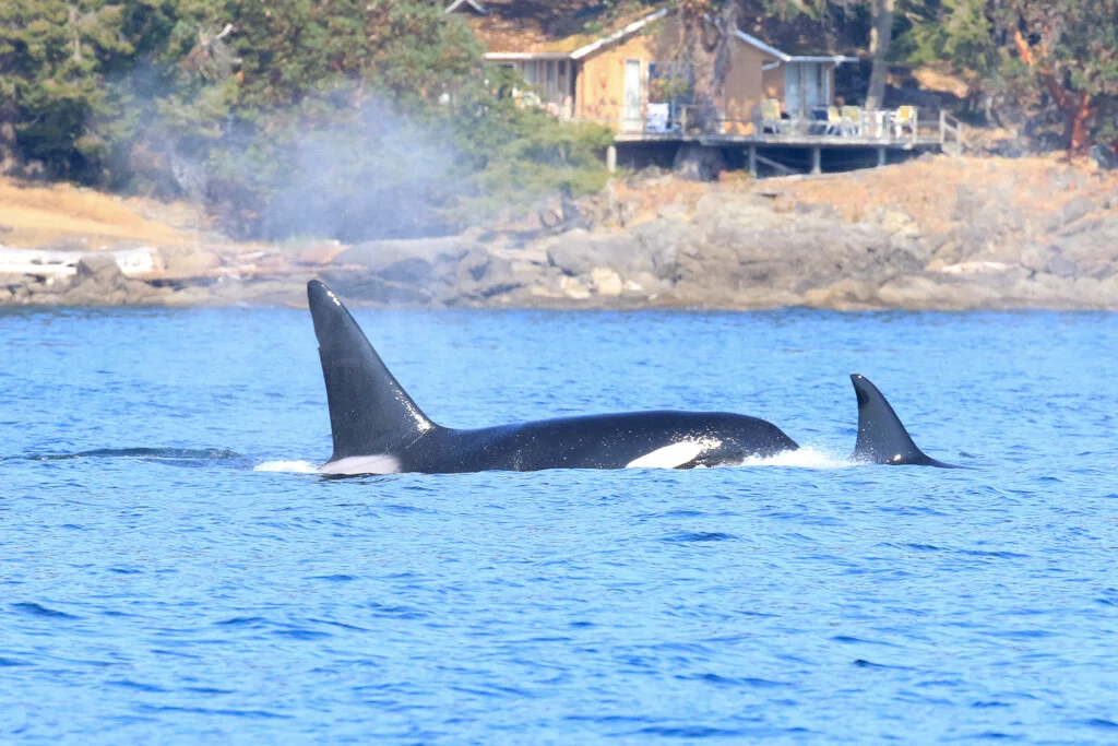 August 2, 2021 - A day with 20 orcas and 2 humpbacks!