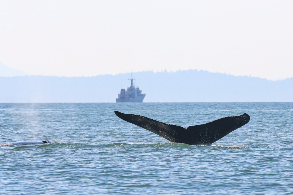 August 3, 2021, 3:30 PM - Slate and Calf by Active Pass