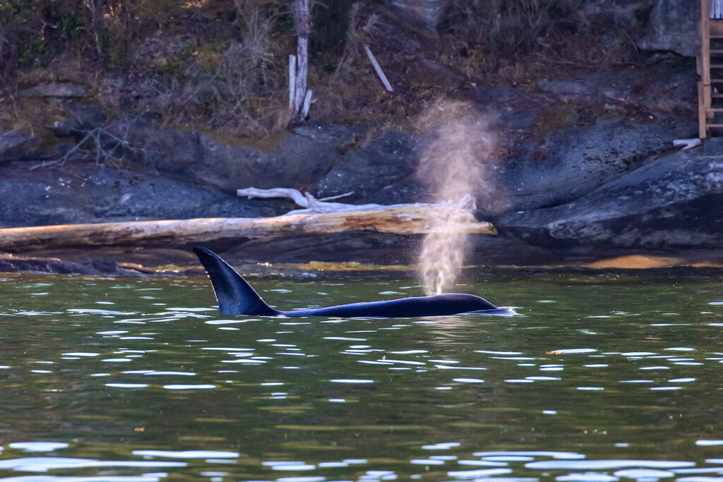 August 4, 2021 - Busy day with Orcas and Humpbacks! 
