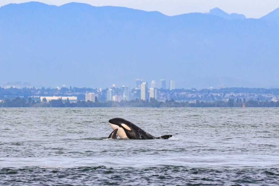 August 5, 2021 - Humpbacks in the morning and double species in the after noon!