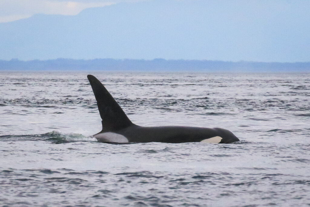 August 6, 2021 - Time well spent with gentle giants and the T137's plus the 36A siblings.