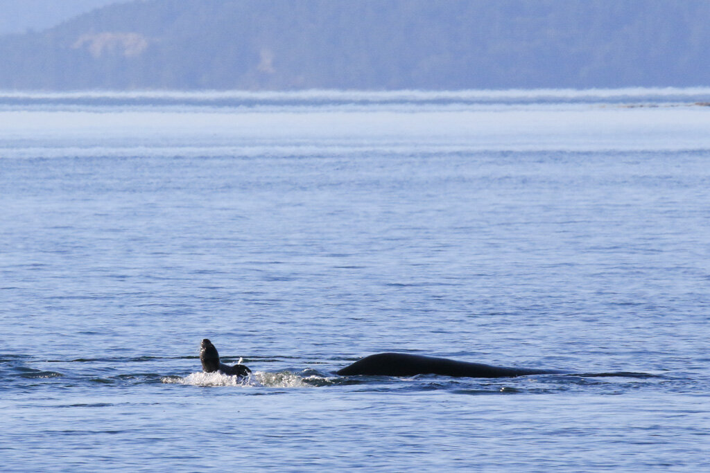 August 12, 2021 - T18s and T49A2 inside the Gulf Islands, Ocular and Olympus in the Strait of Georgia