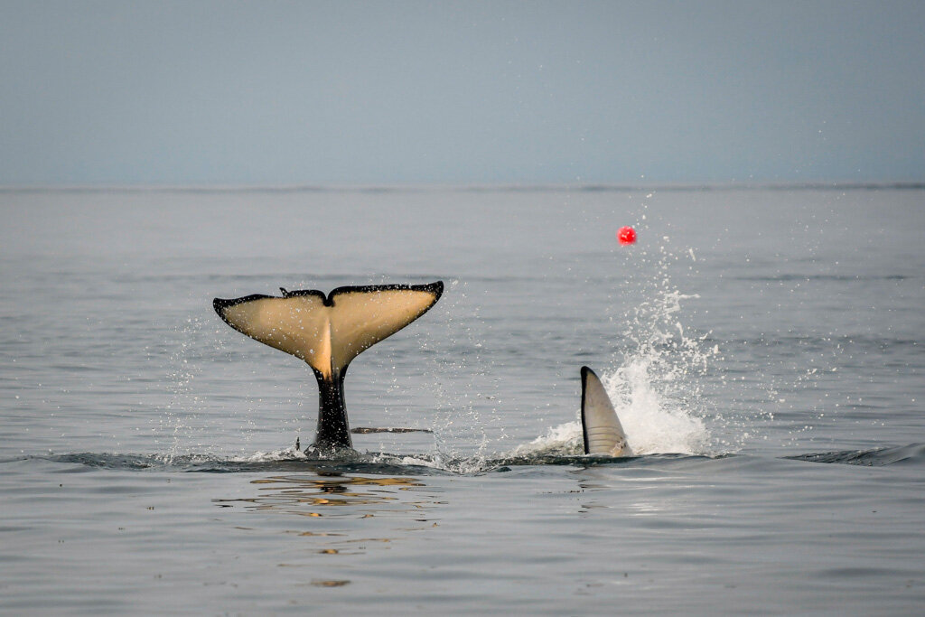 August 13, 2021 - Bigg's orca and humpback whales on both morning and afternoon tours!