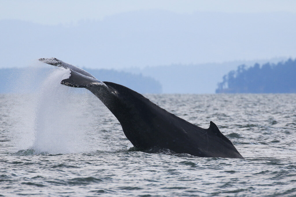 August 15, 2021 - Humpbacks and Orcas a plenty!