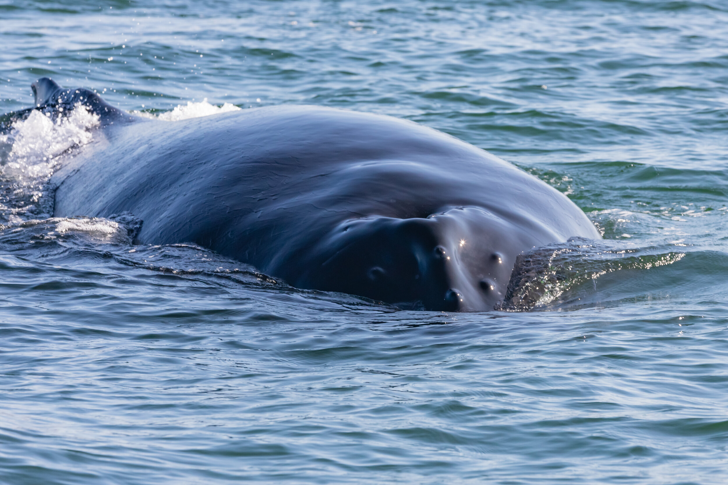 August 17, 2021 - Humpbacks in the morning and Humpbacks and orcas in the afternoon!