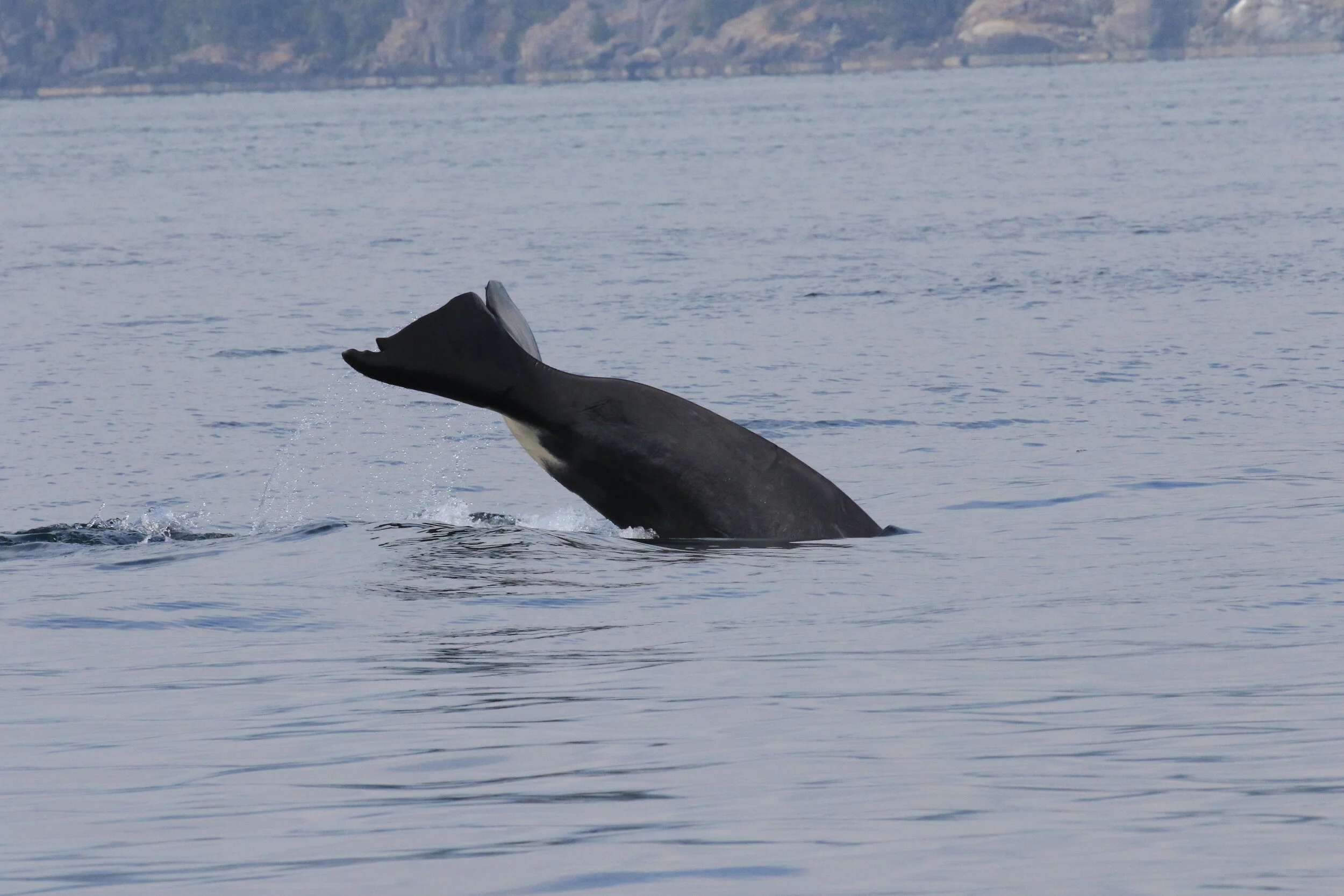 August 18, 2021 - The Bachelor Trio shows up again, plus some humpbacks in the morning. 