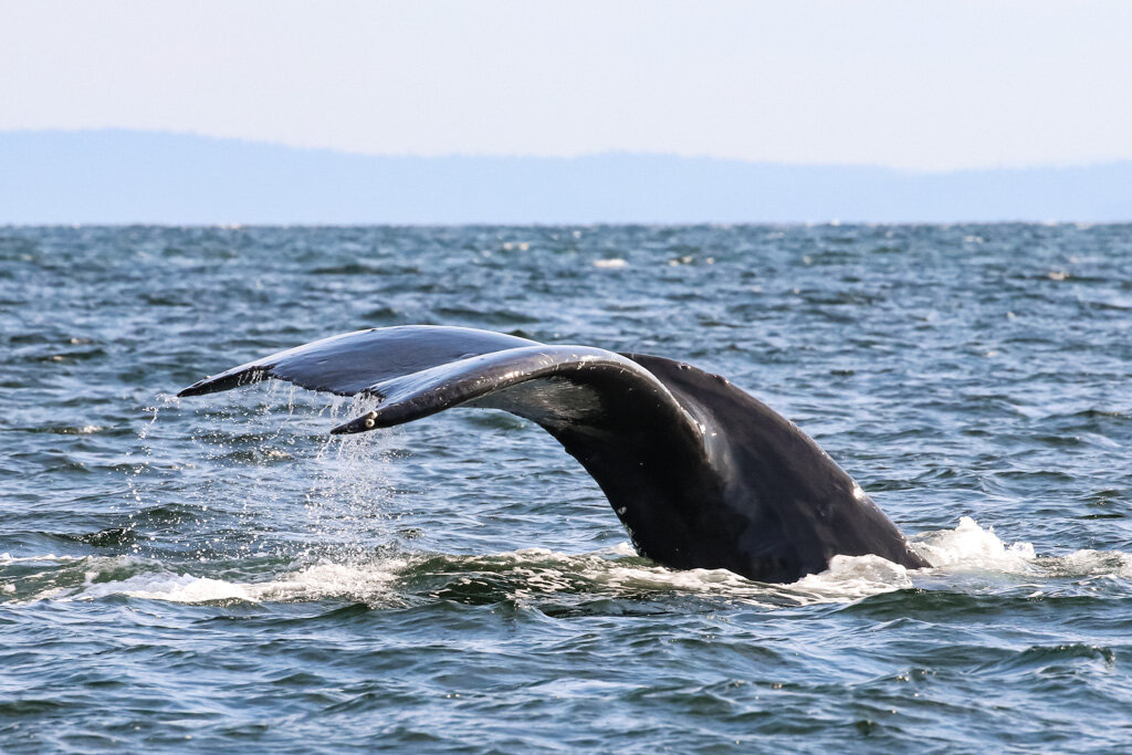 August 21, 2021 - The Bachelor Break up and some humpbacks in the strait of Georgia