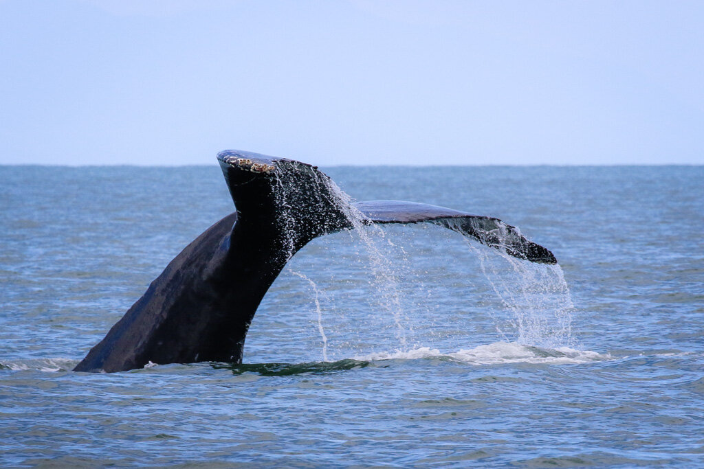 August 22, 2021 - Humpbacks all around!