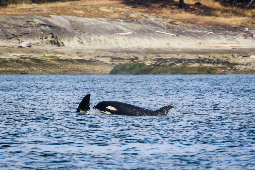 August 23, 2021 - Orcas in the morning and humpbacks in the afternoon