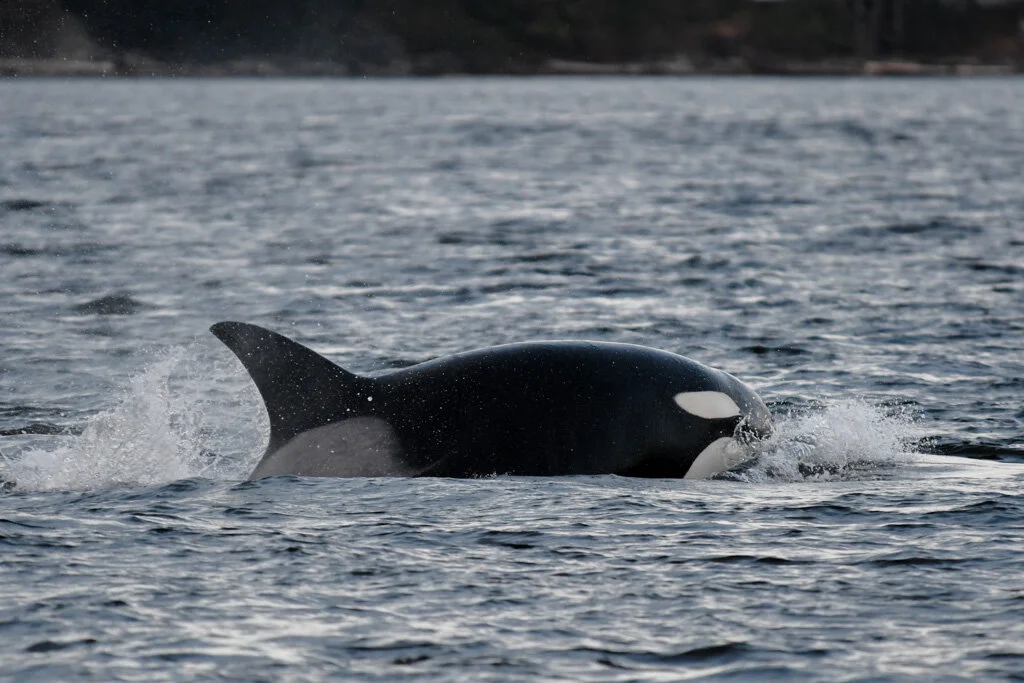 August 26 , 2021, 3:30 PM - A double species afternoon!