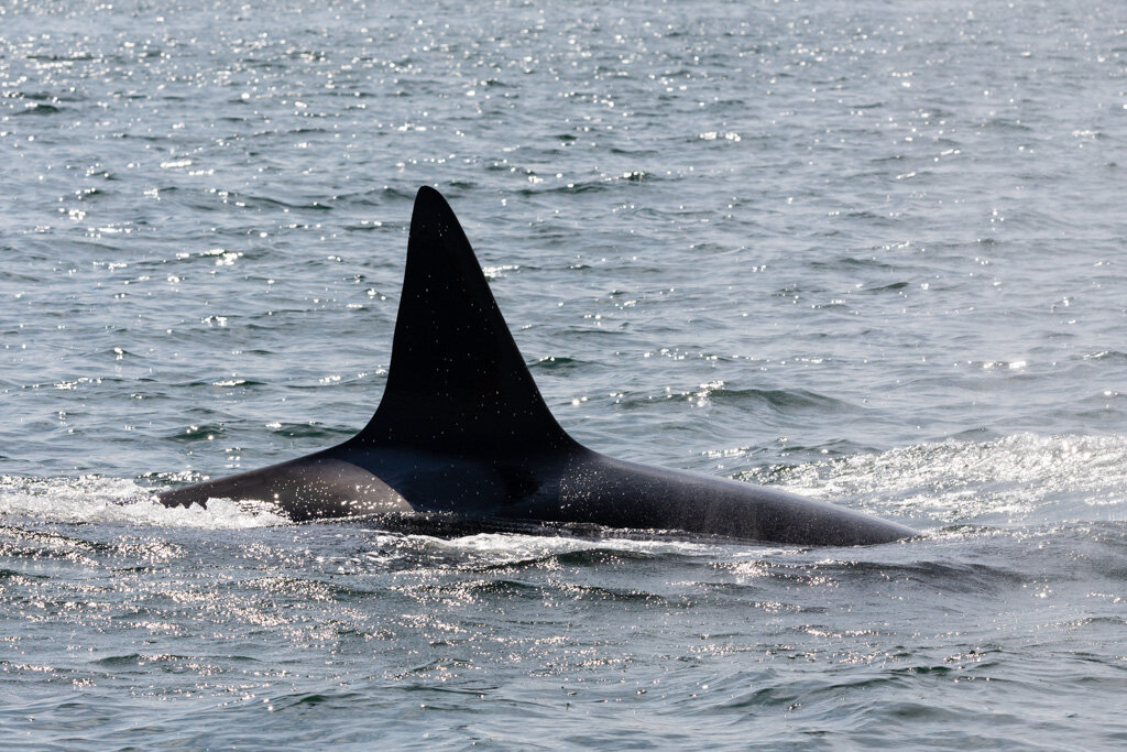 August 25, 2021, 10:30 AM - T's in Plumper Sound