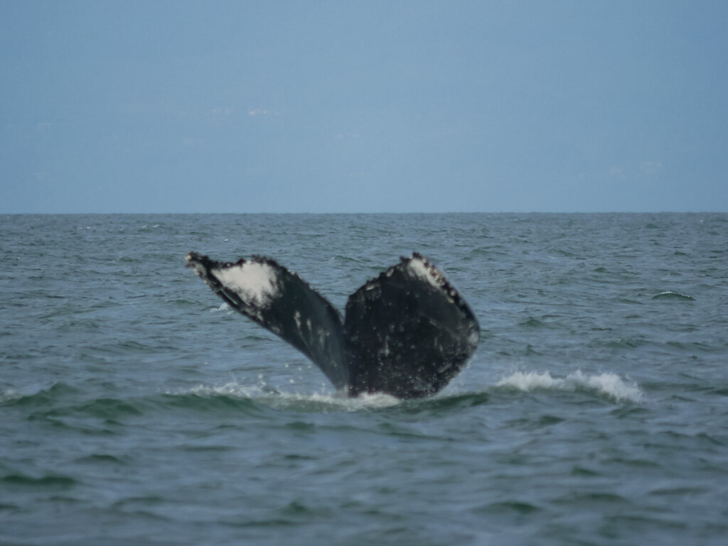 August 25, 2021, 3:30 PM - HBs in the Strait